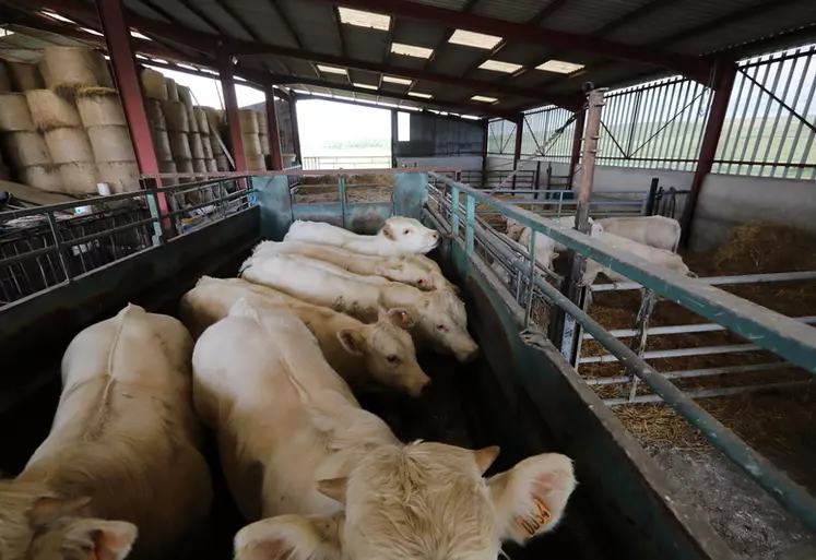 Chargement de bovins de types broutards, laitiers et des taureaux par la cooperative EMC2 dans des exploitations bovines des Ardennes. Remise du passeport de bovin par les ...